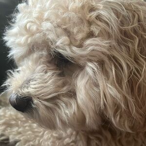 Meet your Posher, Tara